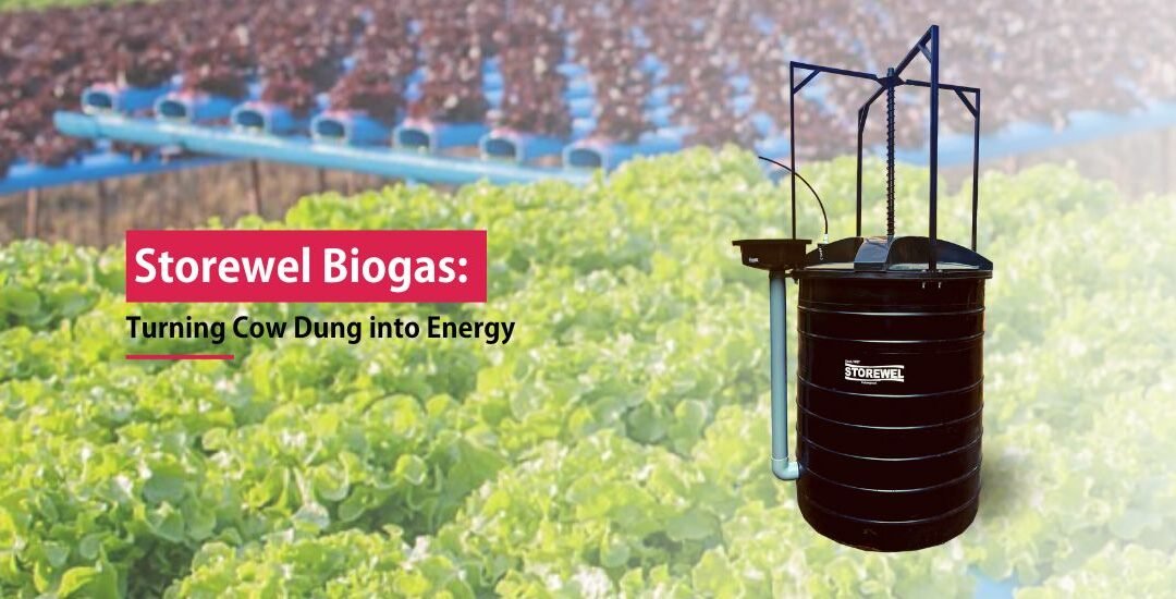 How the Storewel Biogas Plant Helps Farmers Turn Cow Dung into Sustainable Energy